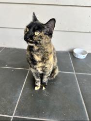 Lost Female Cat last seen Yeager Rd and Dorchester Dr, Dallas, TX 75218