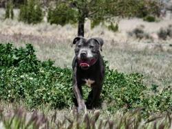 Shelter Stray Male Dog last seen Near BLOCK SIBLEY RD CANONCITO NM 87508, Santa Fe, NM 87507