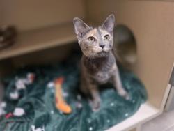 Shelter Stray Female Cat last seen Near BLOCK S PERRY ST, DENVER CO 80219, Denver, CO 80223