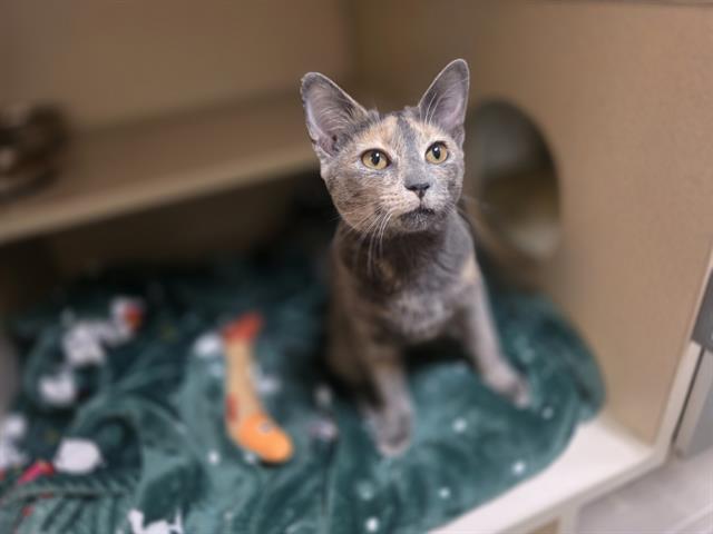 Shelter Stray Female Cat last seen Near BLOCK S PERRY ST, DENVER CO 80219, Denver, CO 80223
