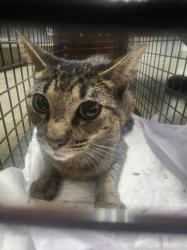 Shelter Stray Male Cat last seen , Los Angeles, CA 90025