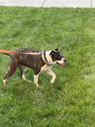 Found/Stray Male Dog last seen Vinsetta & 12 Mile, Royal Oak, MI 48073