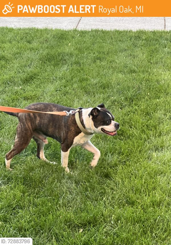 Found/Stray Male Dog last seen Vinsetta & 12 Mile, Royal Oak, MI 48073