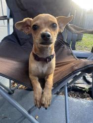 Found/Stray Male Dog last seen Center St & Jay St, Ocoee, FL 34761