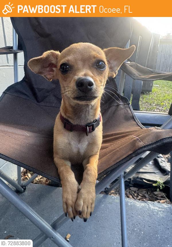 Found/Stray Male Dog last seen Center St & Jay St, Ocoee, FL 34761