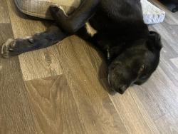 Found/Stray Female Dog last seen Ables Springs Fire Department, Kaufman County, TX 75160