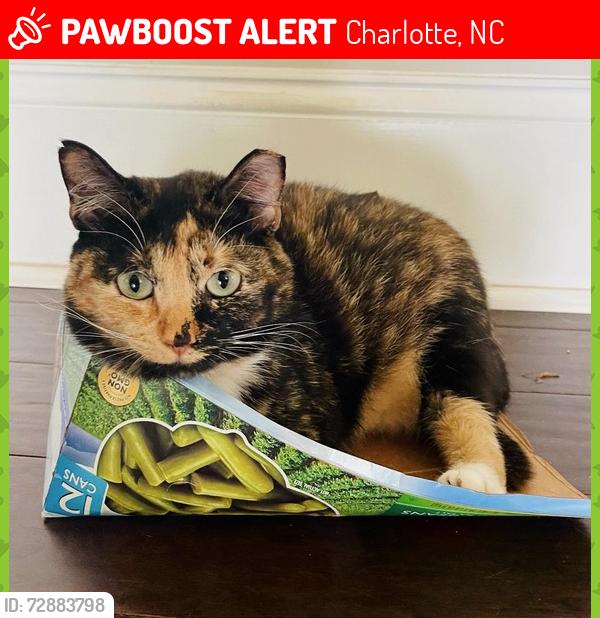 Lost Female Cat last seen Wilmore park, Charlotte, NC 28203