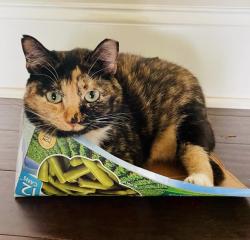 Lost Female Cat last seen Wilmore park, Charlotte, NC 28203