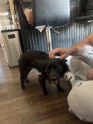 Found/Stray Female Dog last seen Reno and Las Vegas Blvd, Paradise, NV 89119