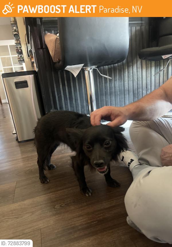 Found/Stray Female Dog last seen Reno and Las Vegas Blvd, Paradise, NV 89119