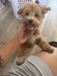 Lost Female Dog last seen Mott and fickett, Los Angeles, CA 90033