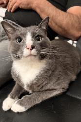 Lost Male Cat last seen Shadowridge Dr, Elsmere, KY 41018
