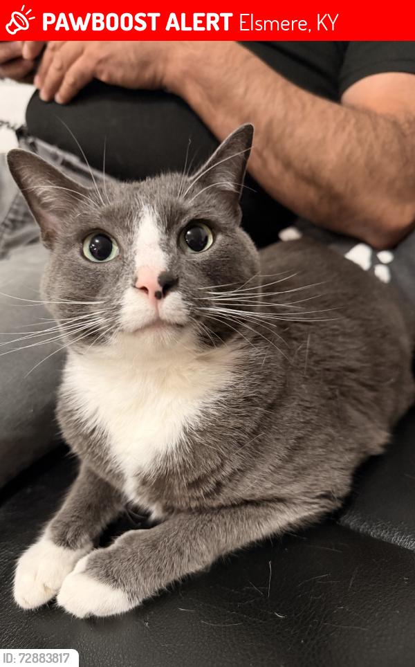Lost Male Cat last seen Shadowridge Dr, Elsmere, KY 41018