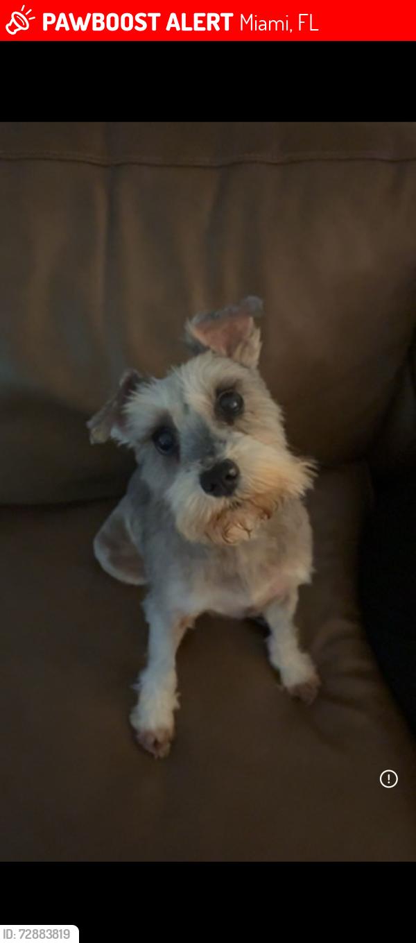 Lost Female Dog last seen Neighborhood , Miami, FL 33165