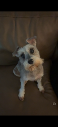 Lost Female Dog last seen Neighborhood , Miami, FL 33165