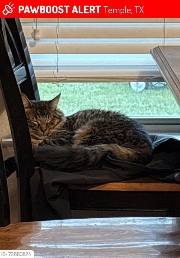 Lost Male Cat last seen Wethersfield Ln, Temple, TX 76508