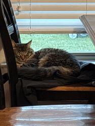 Lost Male Cat last seen Wethersfield Ln, Temple, TX 76508