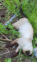 Found/Stray Unknown Cat last seen S 178th st , SeaTac, WA 98158