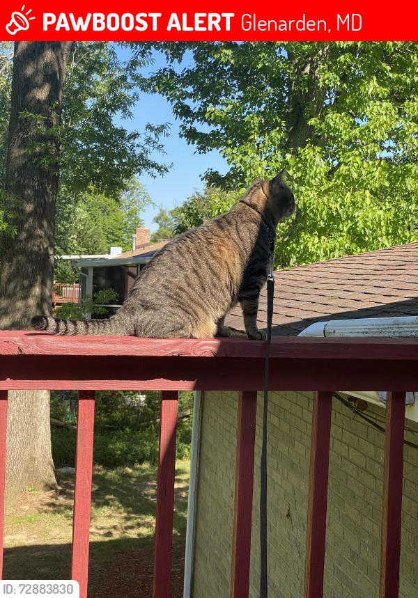 Lost Male Cat last seen Glenarden , Glenarden, MD 20785