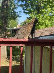 Lost Male Cat last seen Glenarden , Glenarden, MD 20785