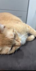 Lost Female Cat last seen midland , Tacoma, WA 98404