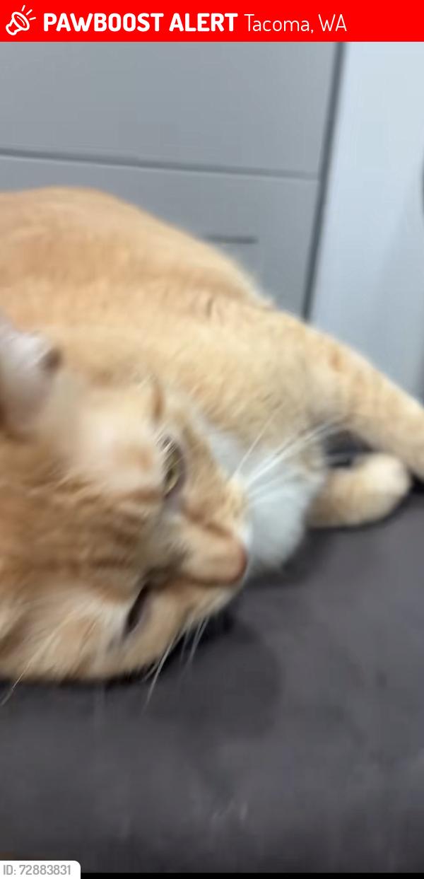 Lost Female Cat last seen midland , Tacoma, WA 98404