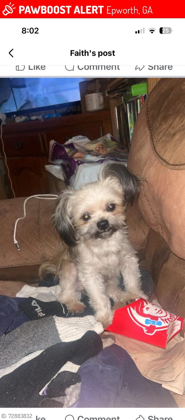 Lost Male Dog last seen Ash loop, Epworth, GA 30541