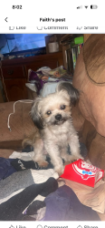 Lost Male Dog last seen Ash loop , Epworth, GA 30541