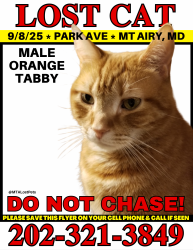 Lost Male Cat last seen Park Ave and Carroll Ave , Mount Airy, MD 21771