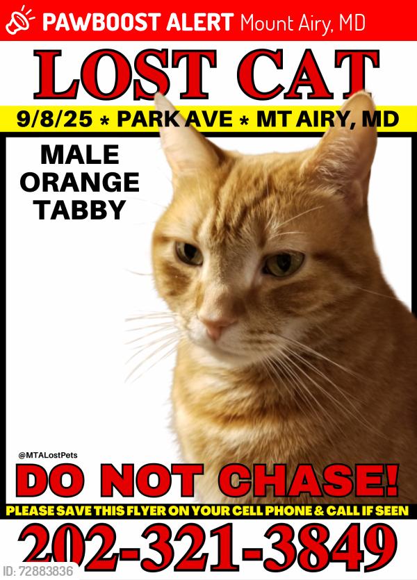 Lost Male Cat last seen Park Ave and Carroll Ave , Mount Airy, MD 21771