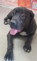 Shelter Stray Male Dog last seen , San Bernardino, CA 92401