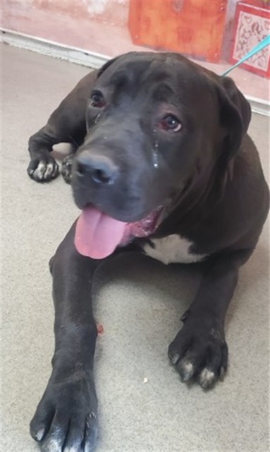 Shelter Stray Male Dog last seen , San Bernardino, CA 92401