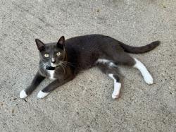 Lost Female Cat last seen Alan Thai Lane/Kayla Springs in Blackstone Creek, Atascocita, TX 77396