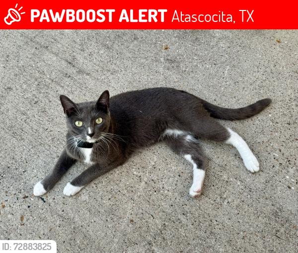 Lost Female Cat last seen Alan Thai Lane/Kayla Springs in Blackstone Creek, Atascocita, TX 77396