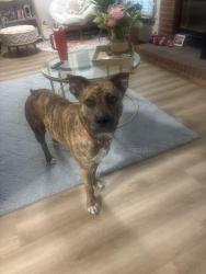 Found/Stray Female Dog last seen Smithfield’s gum branch road , Jacksonville, NC 28540