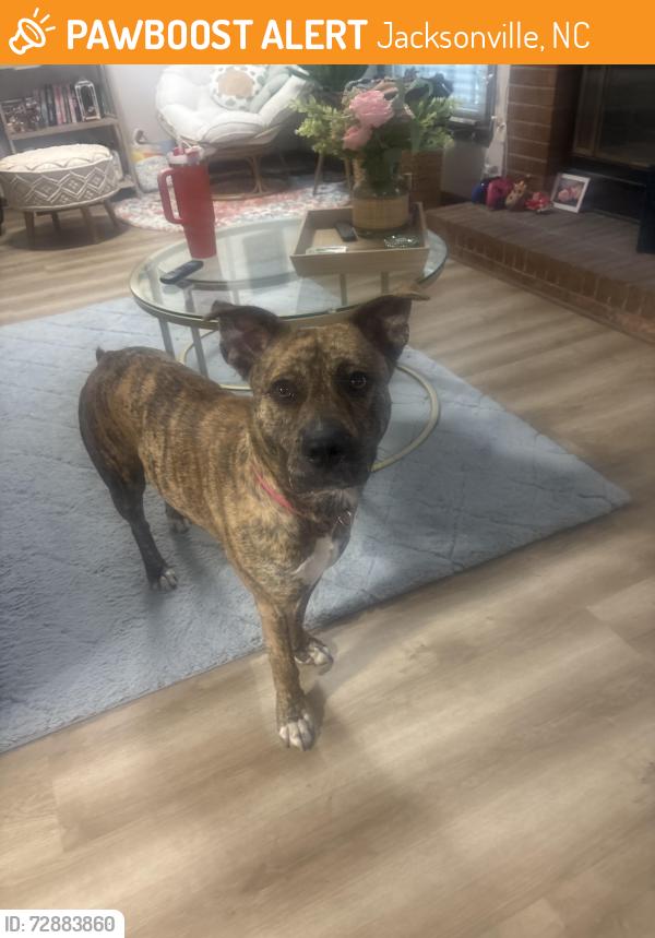 Found/Stray Female Dog last seen Smithfield’s gum branch road , Jacksonville, NC 28540