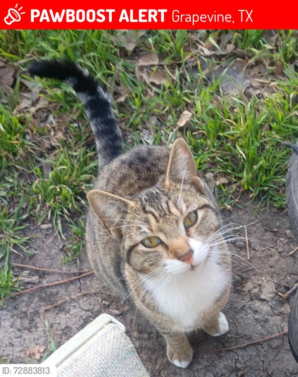 Lost Female Cat last seen Vine St , Grapevine, TX 76051