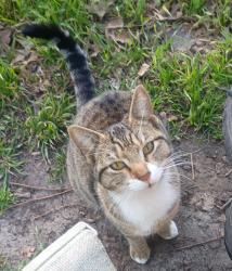 Lost Female Cat last seen Vine St , Grapevine, TX 76051