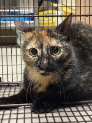 Shelter Stray Female Cat last seen , Sanford, FL 32773