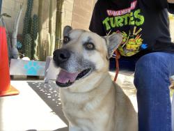 Found/Stray Male Dog last seen Near petland Pl, thousand palms, CA 92276, Thousand Palms, CA 92276