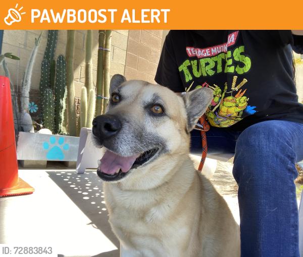 Found/Stray Male Dog last seen Near petland Pl, thousand palms, CA 92276, Thousand Palms, CA 92276