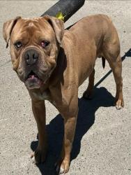 Shelter Stray Male Dog last seen RIZA AVE & C AVE, Sacramento, CA 95818