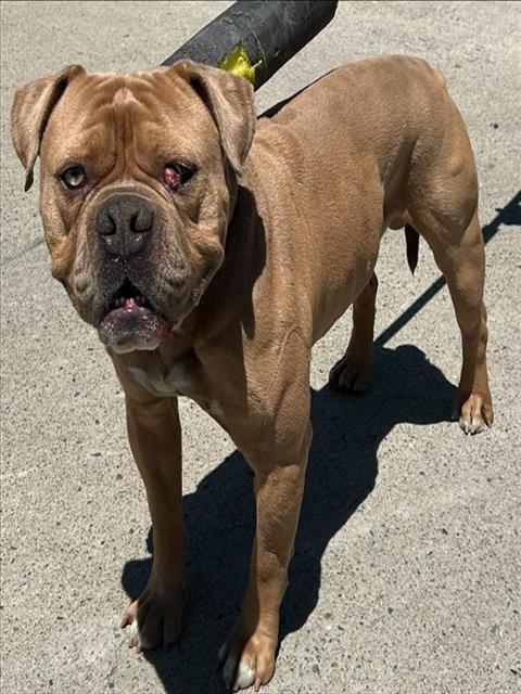 Shelter Stray Male Dog last seen RIZA AVE & C AVE, Sacramento, CA 95818