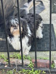 Found/Stray Unknown Dog last seen Armstrong park , Chicago, IL 60653