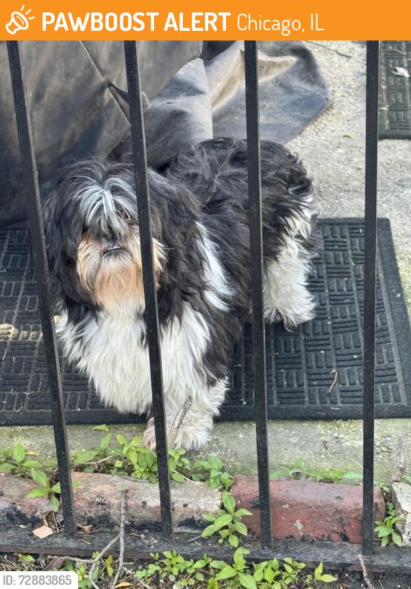 Found/Stray Unknown Dog last seen Armstrong park , Chicago, IL 60653