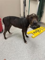 Shelter Stray Female Dog last seen NESTLING CIR / E TARON DR, Elk Grove, CA 95624