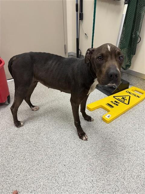 Shelter Stray Female Dog last seen NESTLING CIR / E TARON DR, Elk Grove, CA 95624