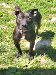 Shelter Stray Male Dog last seen LAKE ST LOUIS, St. Peters, MO 63376