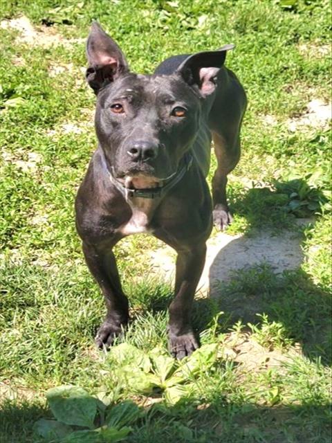 Shelter Stray Male Dog last seen LAKE ST LOUIS, St. Peters, MO 63376