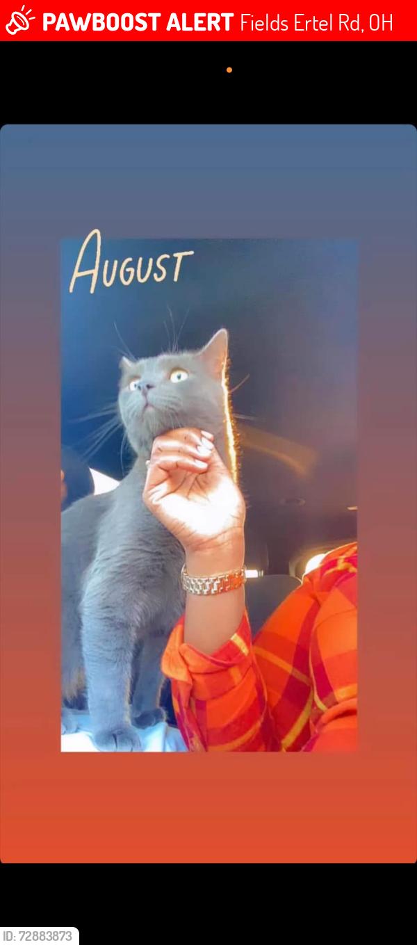 Lost Male Cat last seen Symmes crossing apmt , Fields Ertel Rd, OH 45249